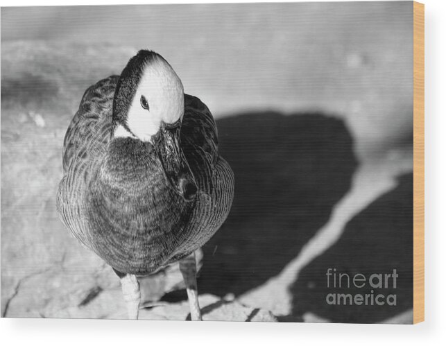 White-faced Whistling Duck Wood Print featuring the photograph White Faced Whistling Duck in the Sun BW #1 by Elisabeth Lucas