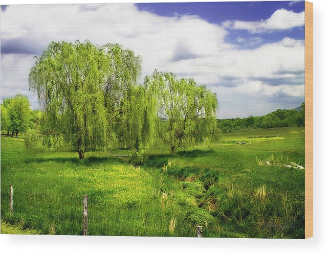 Color Wood Print featuring the photograph Willows -2 #1 by Alan Hausenflock