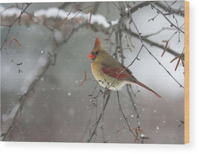 Cardinal Wood Print featuring the photograph Winter Cardinal #1 by Brook Burling