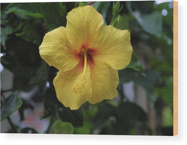 Flower Wood Print featuring the photograph Yellow Hibiscus #1 by Eddie Freeman