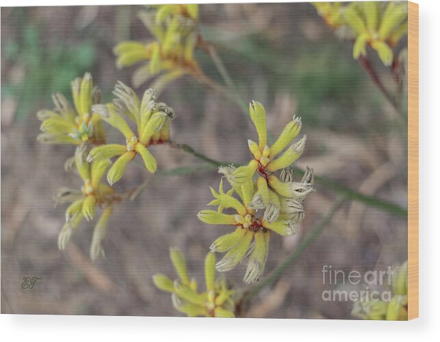 Kangaroo Paws Wood Print featuring the photograph Yellow Kangaroo Paws #1 by Elaine Teague