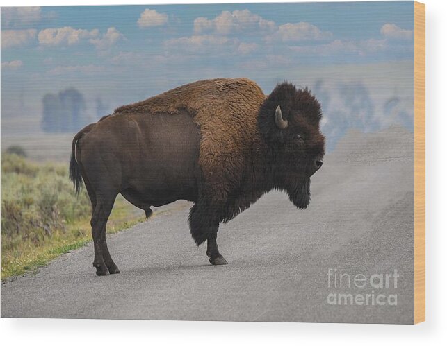 Yellowstone Bison Wood Print featuring the digital art Yellowstone Bison #1 by Tammy Keyes