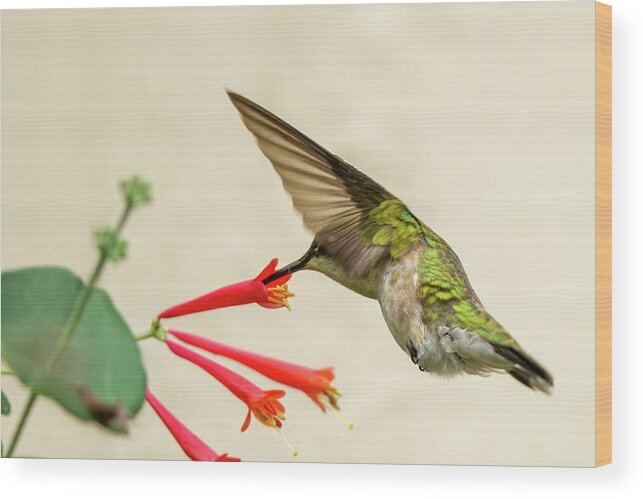 Hummingbird Wood Print featuring the photograph Ruby throated hummingbird #10 by Jeffrey PERKINS