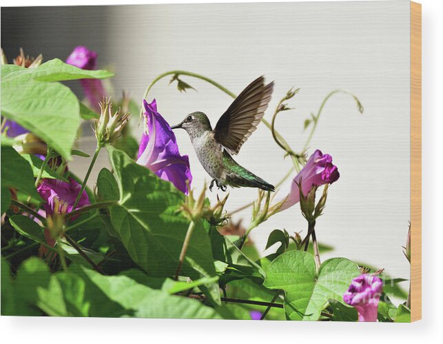 Anna's Hummingbird Wood Print featuring the photograph Anna's Hummingbird #11 by Amazing Action Photo Video