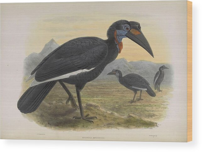Hornbill Wood Print featuring the mixed media Antique Hornbill illustration #14 by World Art Collective