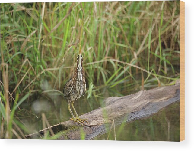Green Heron Wood Print featuring the photograph Green Heron #16 by Brook Burling