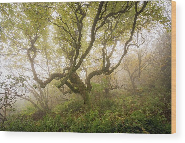 Craggy Gardens Wood Print featuring the photograph 1621 by Bill Martin