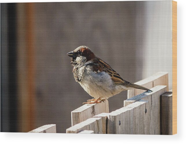 House Sparrow Wood Print featuring the photograph House Sparrow on a fence #17 by SAURAVphoto Online Store
