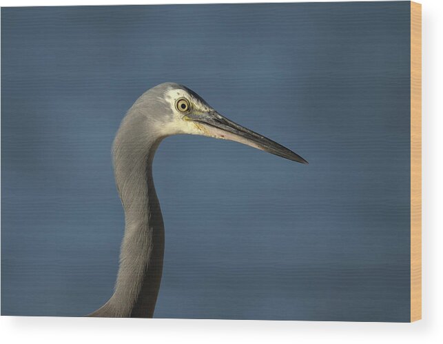 Heron Wood Print featuring the photograph 1808wfaceheron2 by Nicolas Lombard