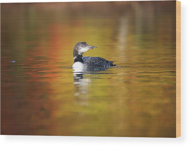 Autumn Wood Print featuring the photograph Autumn Loon by Brook Burling