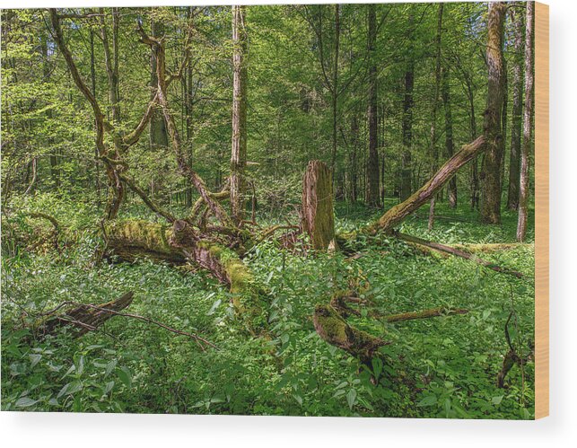 Bialowieza Wood Print featuring the photograph Bialowieza National Park, Poland #1 by Dubi Roman