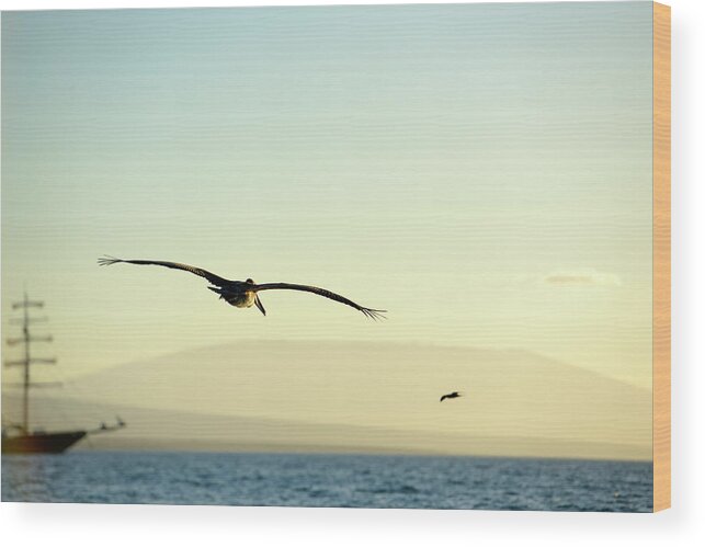 Republic Of Ecuador Wood Print featuring the photograph Brown Pelican, Pelecanus occidentalis, Elizabeth Bay, Isabela Island, Galapagos Islands, Ecuador #2 by Kevin Oke