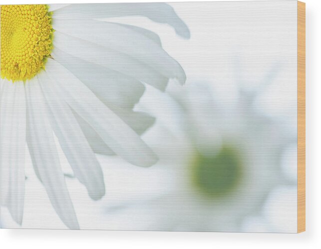 Daisy Wood Print featuring the photograph Daisy #2 by Kathy Paynter