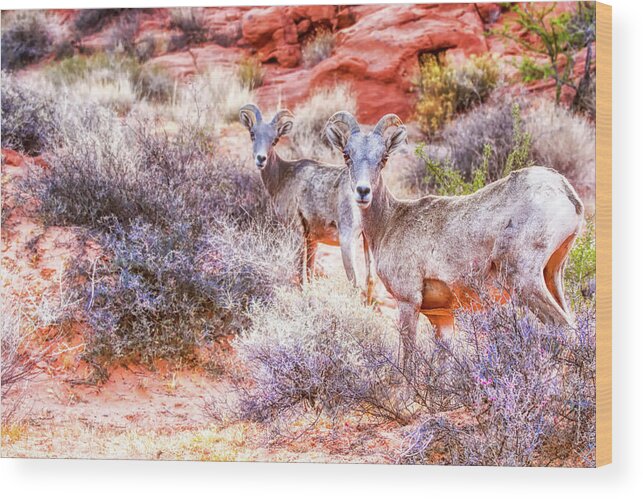 Desert Bighorn Sheep Wood Print featuring the photograph Desert Bighorn Sheep at Valley of Fire #2 by Tatiana Travelways