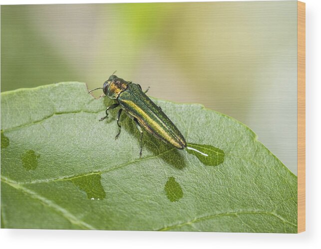 Insect Wood Print featuring the photograph Emerald Ash Borer (Agrilus planipennis), feeding on ash leaves in tree top #2 by Wolfgang Hoffmann / Design Pics