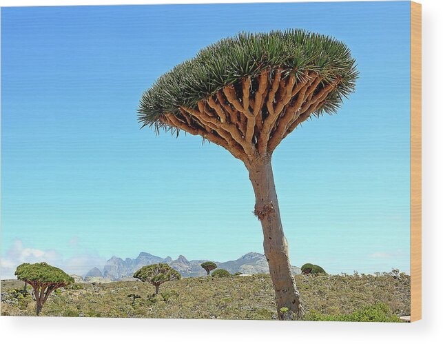  Wood Print featuring the photograph Yemen 249 by Eric Pengelly