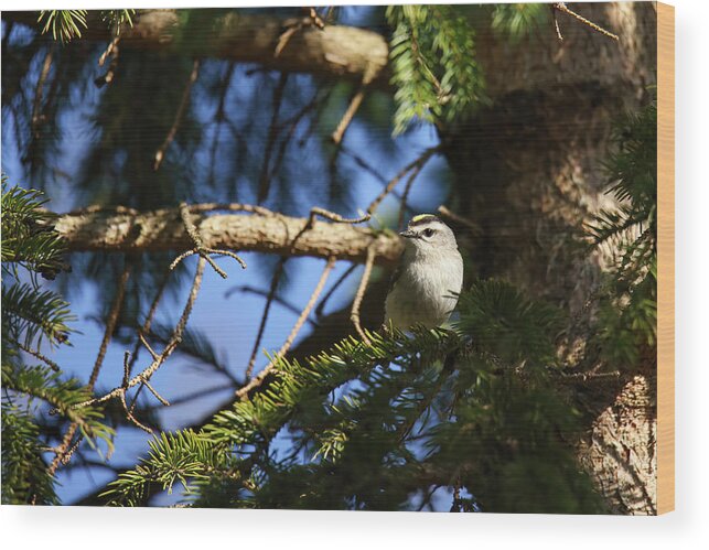 Gold Crowned Kinglet Wood Print featuring the photograph Gold Crowned Kinglet #2 by Brook Burling