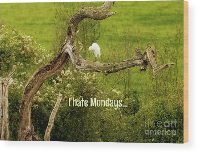 Cattle Egret Wood Print featuring the photograph I Hate Mondays #2 by Terri Waters