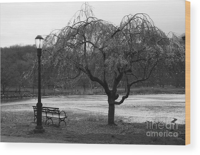 Inwood Wood Print featuring the photograph Inwood Hill Park #2 by Cole Thompson