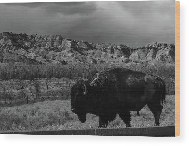 Buffalo Wood Print featuring the photograph Lone buffalo at Theodore Roosevelt National Park in North Dakota in black and white #2 by Eldon McGraw