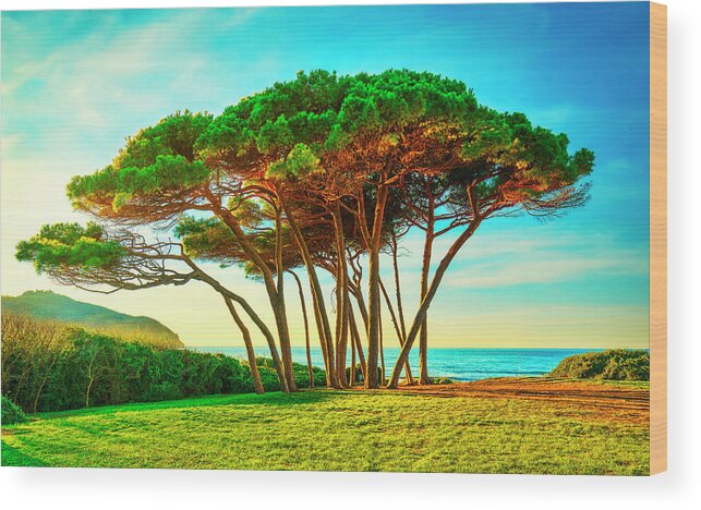 Baratti Wood Print featuring the photograph Maritime Pine tree group near sea and beach. Baratti, Tuscany. by Stefano Orazzini