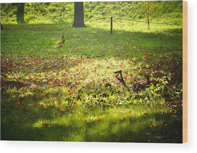 Trees Wood Print featuring the photograph Parco Cavour. Ottobre 2016 #4 by Marco Cattaruzzi