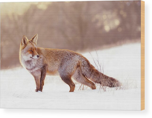 Fox Wood Print featuring the photograph Red Fox in the Snow 2 by Roeselien Raimond
