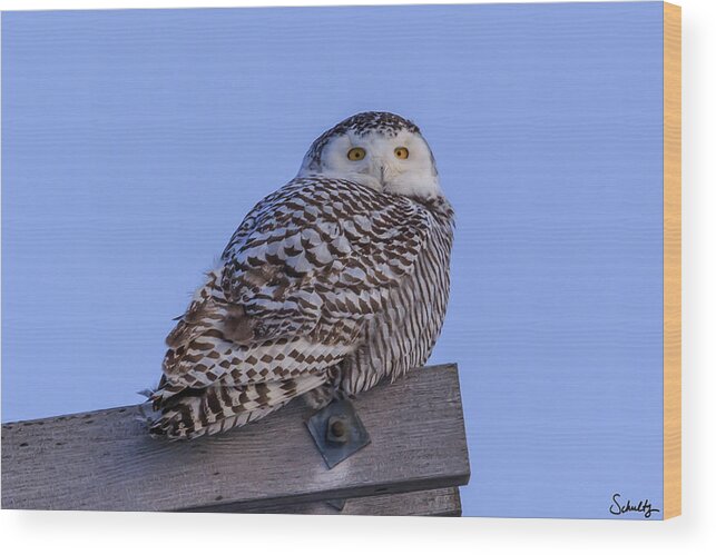Snowy Owls Wood Print featuring the photograph Snowy Owl #2 by Paul Schultz