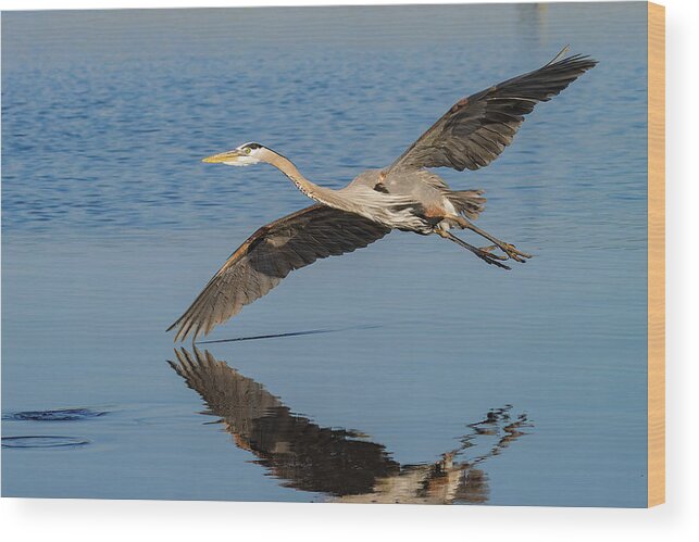 Great Blue Heron Wood Print featuring the photograph Testing the Waters #1 by RD Allen