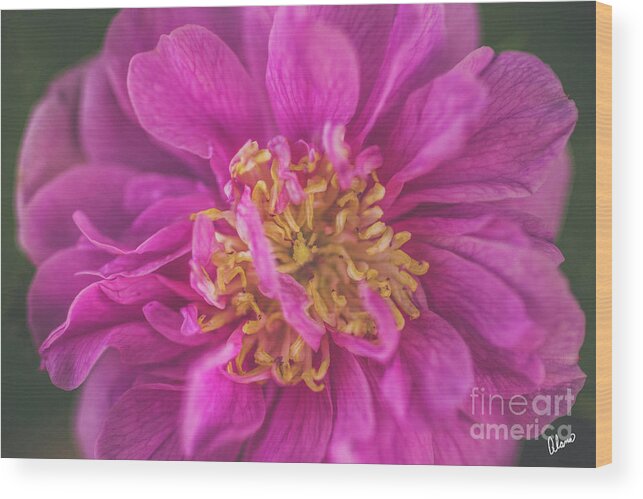 Maine Wood Print featuring the photograph Wild Rose #2 by Alana Ranney