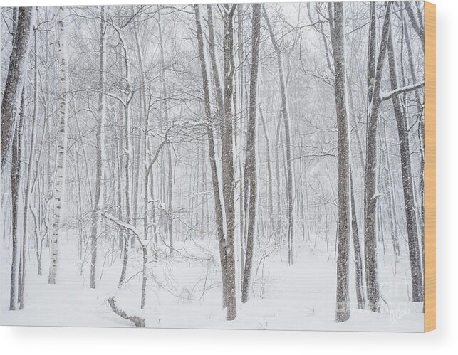 Snow Covered Wood Print featuring the photograph Winter Blizzard by Alana Ranney