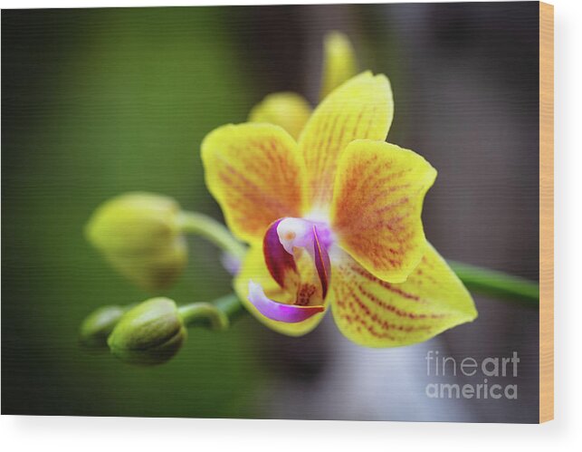Background Wood Print featuring the photograph Yellow Orchid Flowers #2 by Raul Rodriguez