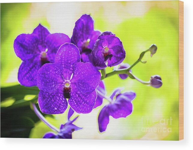 Background Wood Print featuring the photograph Purple Orchid Flowers #20 by Raul Rodriguez
