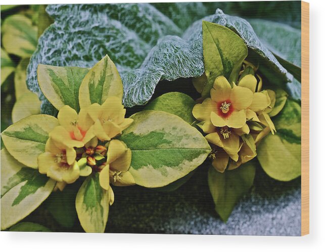 Flowers Wood Print featuring the photograph 2020 Mid June Garden Container 2 by Janis Senungetuk