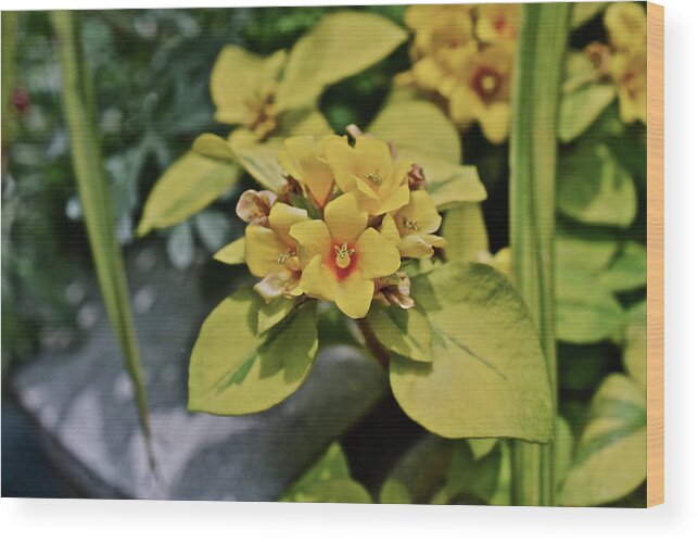 Flowers Wood Print featuring the photograph 2020 Mid June Garden Container 1 by Janis Senungetuk