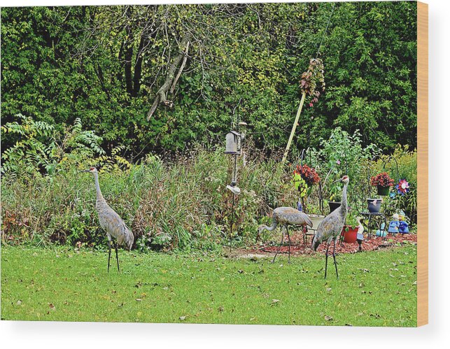 Sandhill Cranes; Backyard; Birds; Wood Print featuring the photograph 2021 Fall Sandhill Cranes 2 by Janis Senungetuk