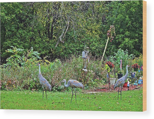 Sandhill Cranes Wood Print featuring the photograph 2021 Fall Sandhill Cranes 3 by Janis Senungetuk