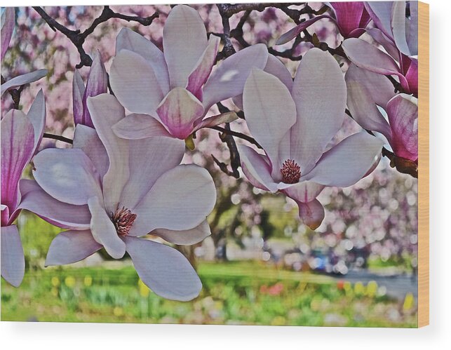 Magnolia Wood Print featuring the photograph 2022 Vernon Magnolia 1 by Janis Senungetuk