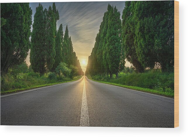 Bolgheri Wood Print featuring the photograph Bolgheri Boulevard and the Sun by Stefano Orazzini