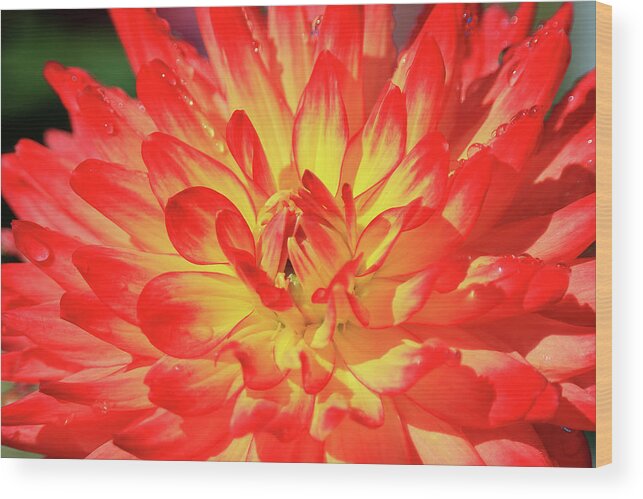 Dahlia Wood Print featuring the photograph Dahlia #3 by Shixing Wen