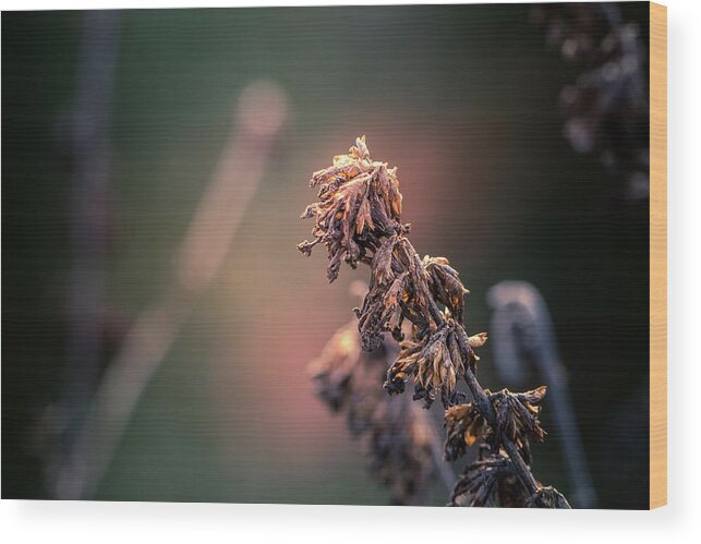 Faded Wood Print featuring the photograph Faded Beauty #3 by Allin Sorenson