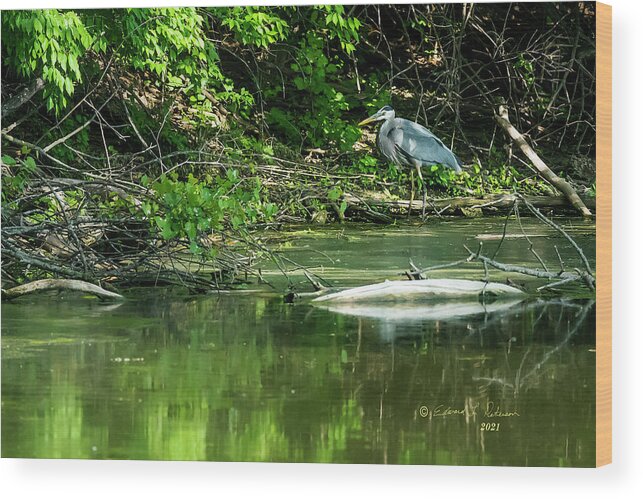Great Blue Heron Wood Print featuring the photograph Great Blue Heron Hunting #3 by Ed Peterson