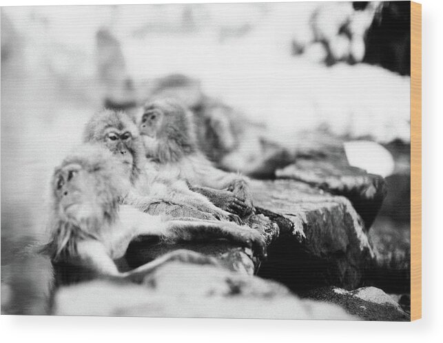 Hell's Valley Wood Print featuring the photograph Jigokudani Monkey Park, Nagano, Japan #3 by Eugene Nikiforov