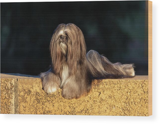 Lhasa Apso Wood Print featuring the photograph Lhasa Apso #4 by Diana Andersen