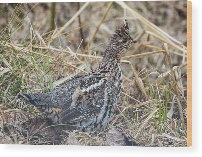 America Wood Print featuring the photograph Ruffled Grouse in Voyageurs National Park #3 by Patrick Barron