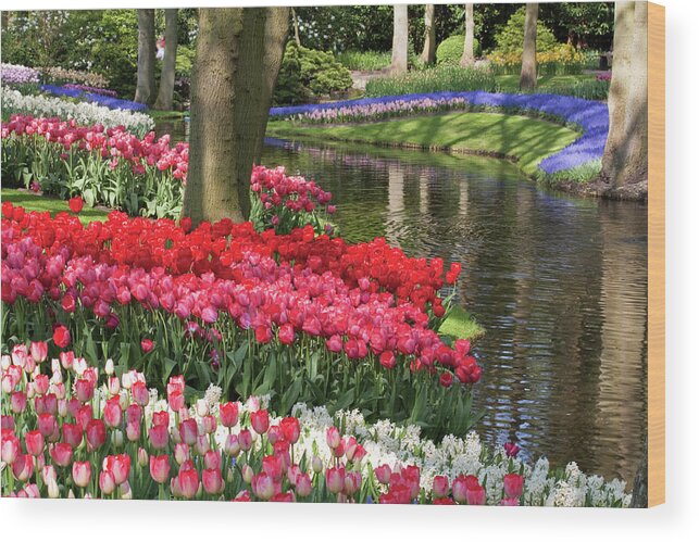 Keukenhof Wood Print featuring the photograph Swathes of colour #3 by Shirley Mitchell