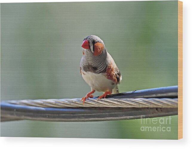 Zebra Finch Wood Print featuring the photograph Wild Zebra Finch #3 by Amazing Action Photo Video