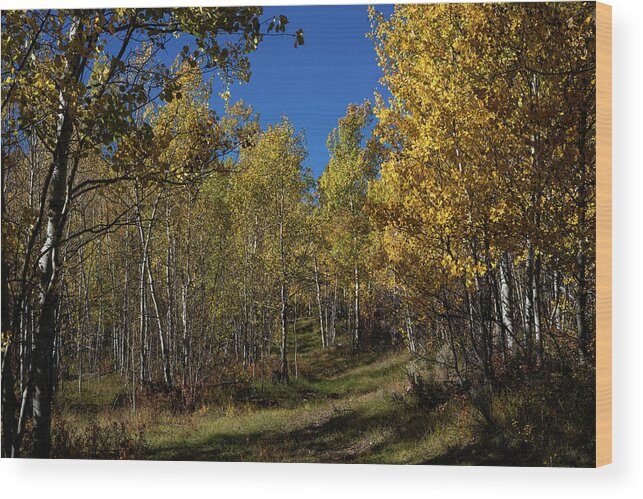 Explore More Wood Print featuring the photograph Wyoming Fall #3 by Julieta Belmont