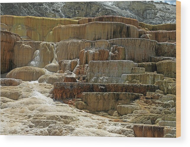 Mammoth Hot Springs Wood Print featuring the photograph Yellowstone NP - Mammoth Hot Springs #5 by Richard Krebs