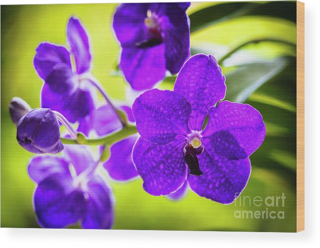 Background Wood Print featuring the photograph Purple Orchid Flowers #30 by Raul Rodriguez